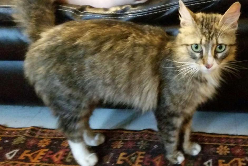 Vermisstmeldung Katze Weiblich , 7 jahre Reims Frankreich